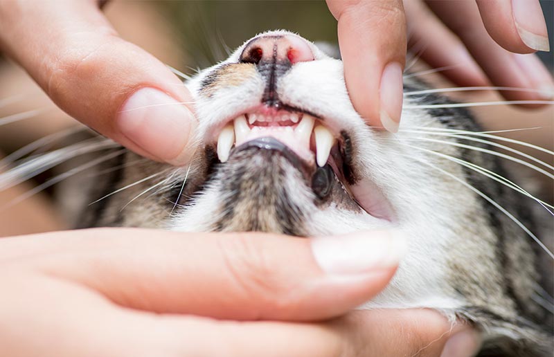 A cat's teeth being checked