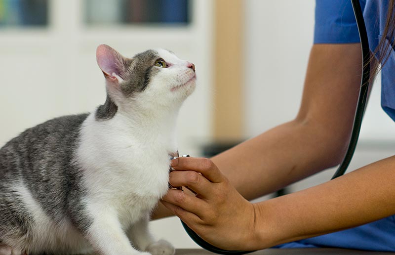 A cat being examined