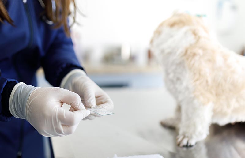 A dog being diagnosed