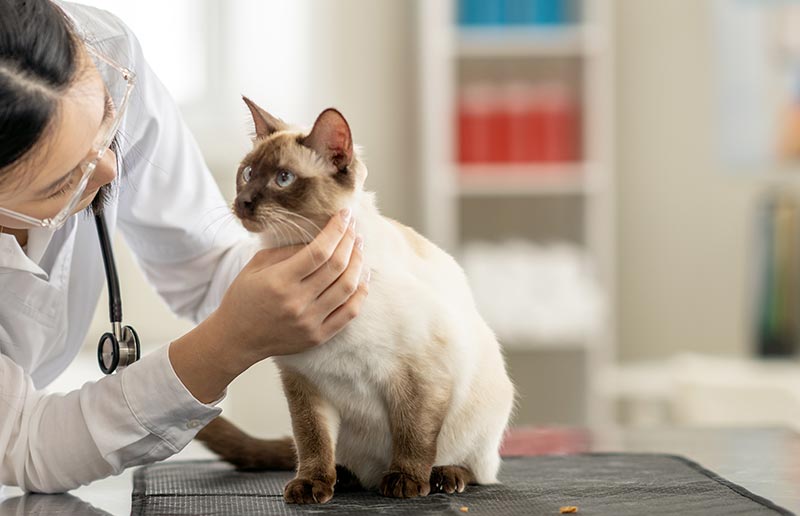 A siamese cat being checked