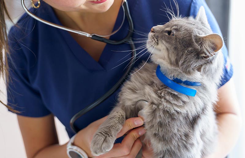 A grey cat being examined