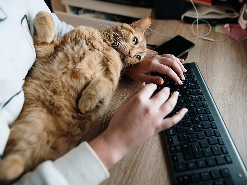 A ginger cat laying in a lap