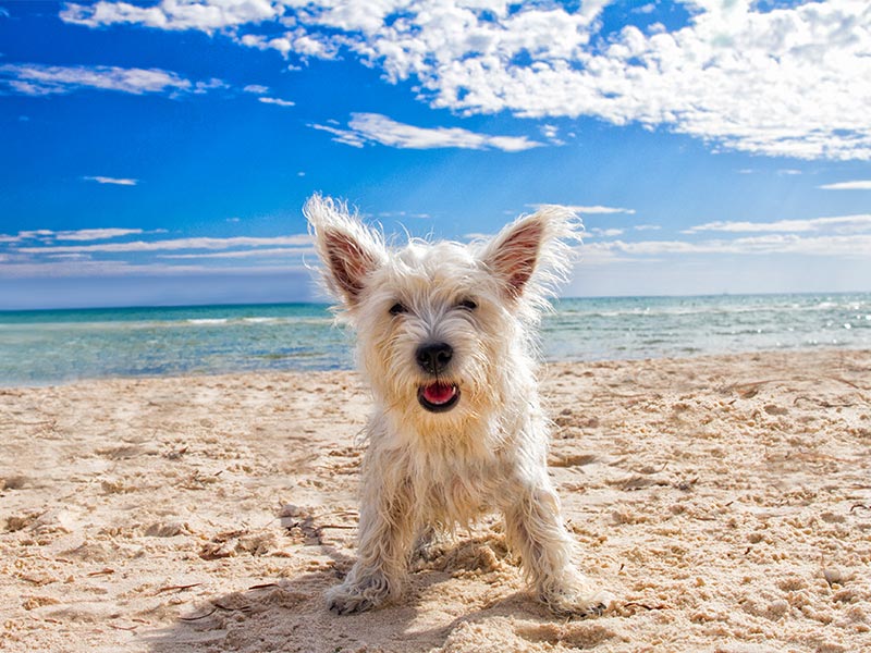 A pup on the beach