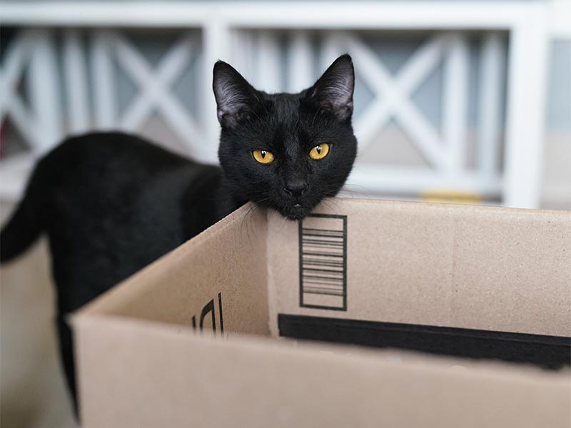 A cat with a box