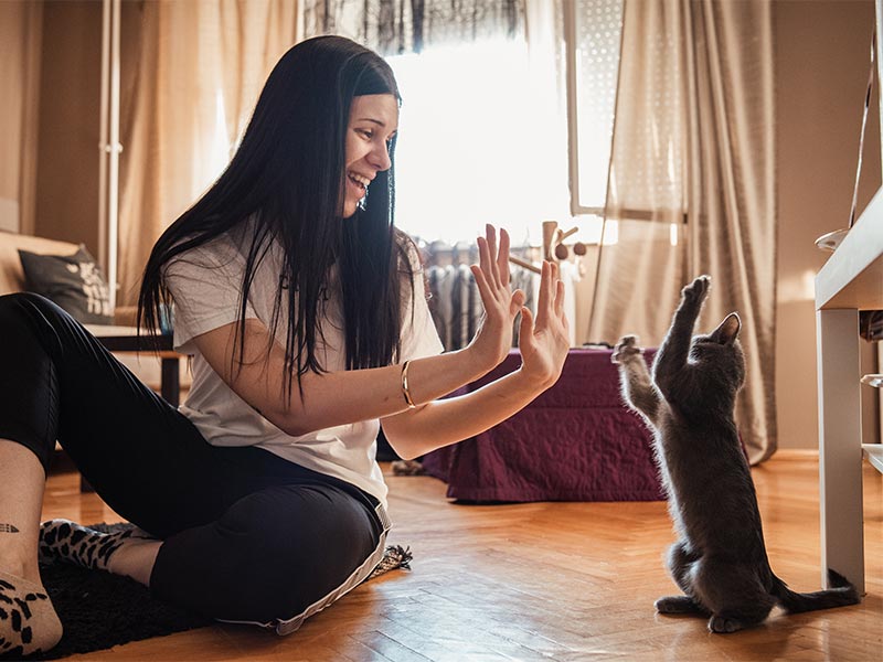 Playing with a cat