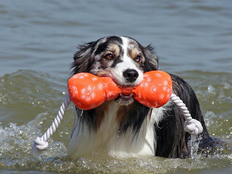 An Aussie Retriever in the water with a rope toy