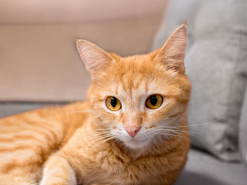 A ginger cat on a couch