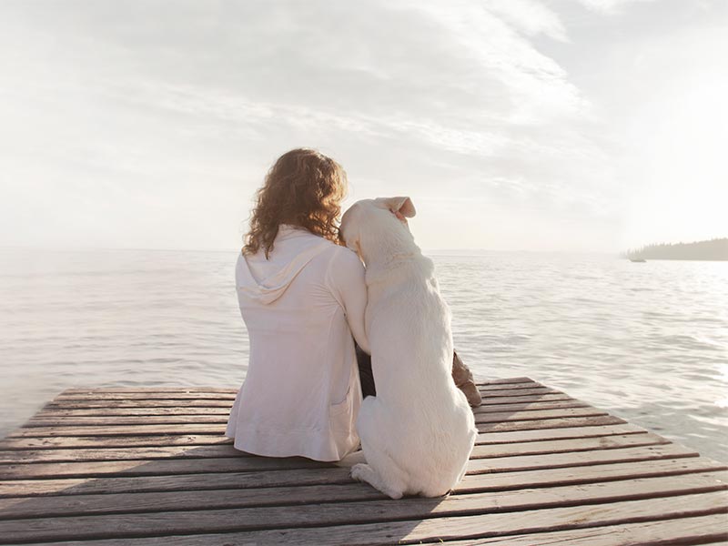 A dog being comfy with their human