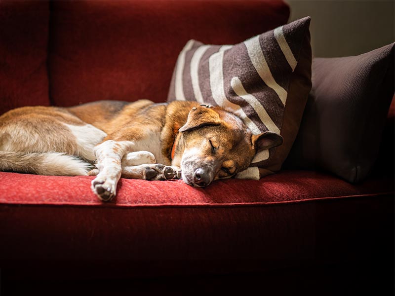 An old dog sleeping on a couch