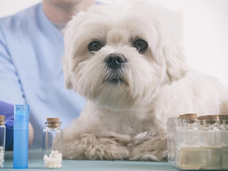 A white dog and medicines
