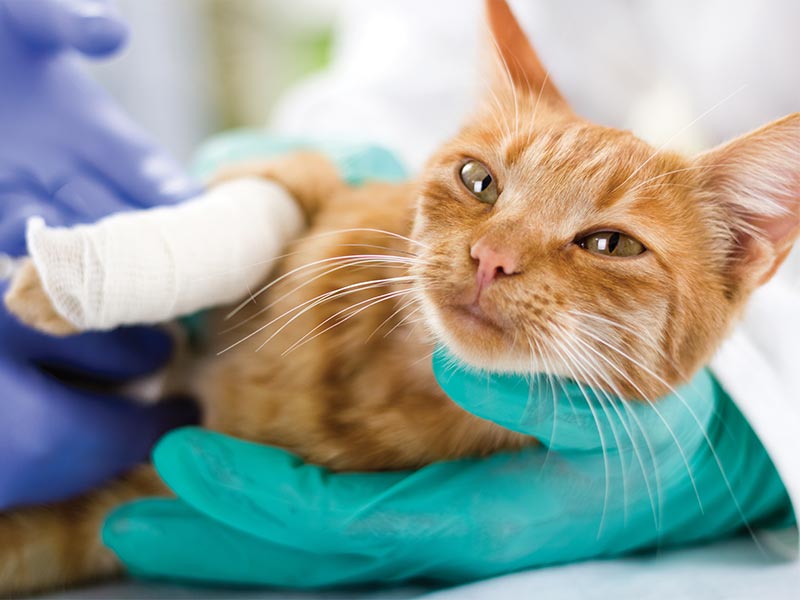 A ginger cat being treated for injury