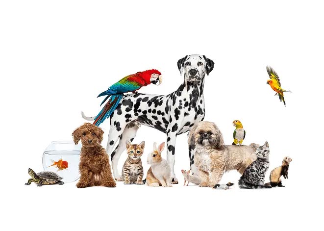 The various species we see