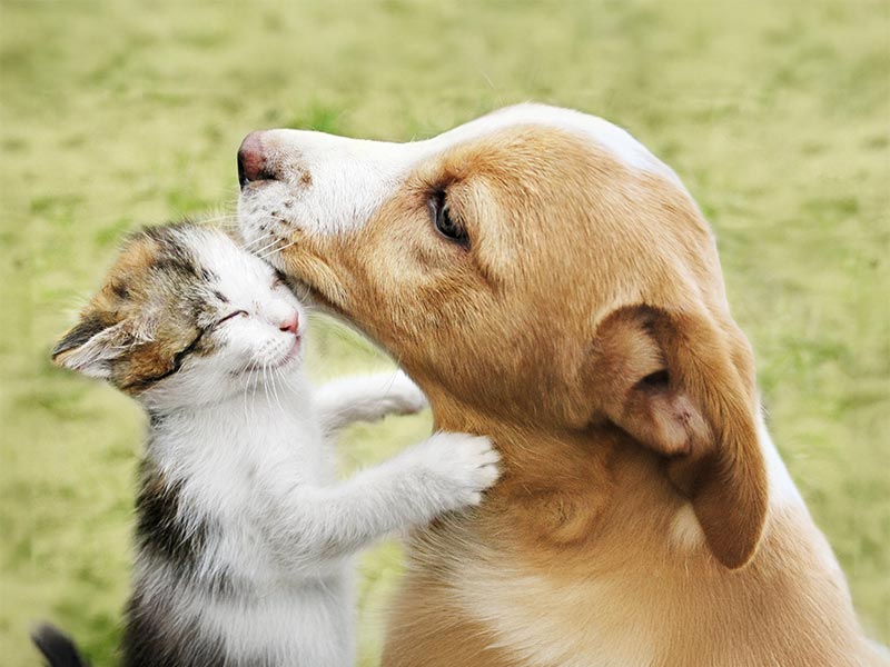 A puppy and a kitten