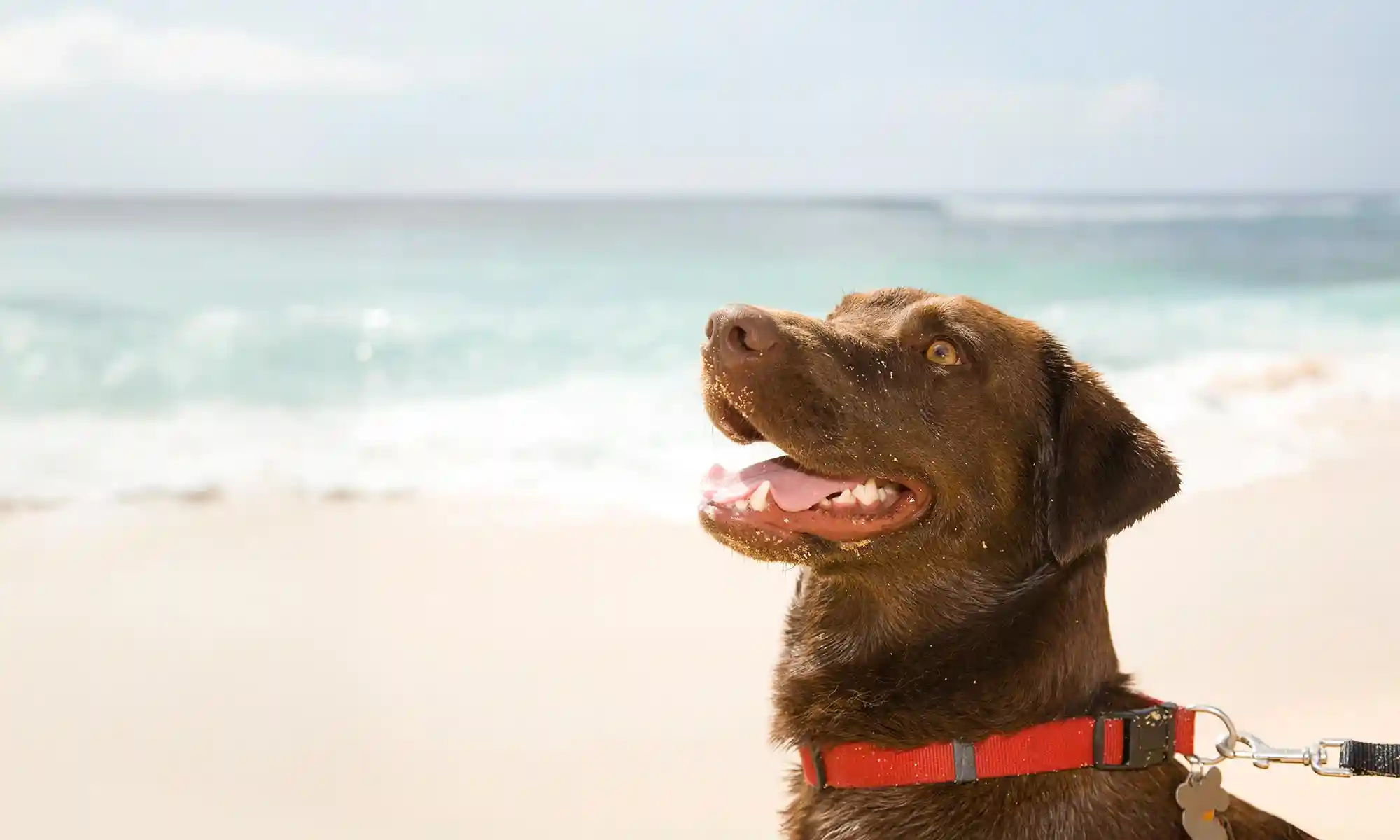A dog on the beach