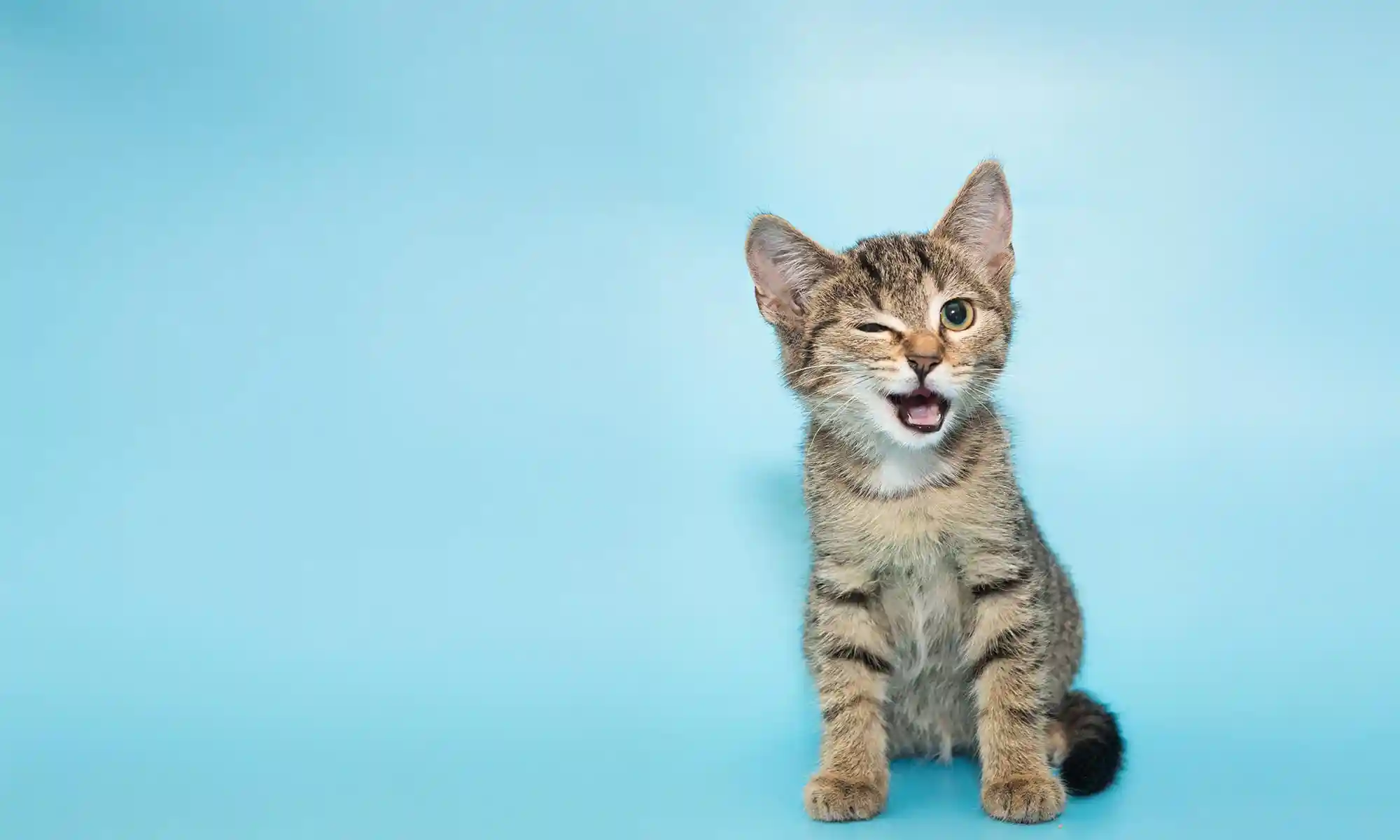 A winking kitten