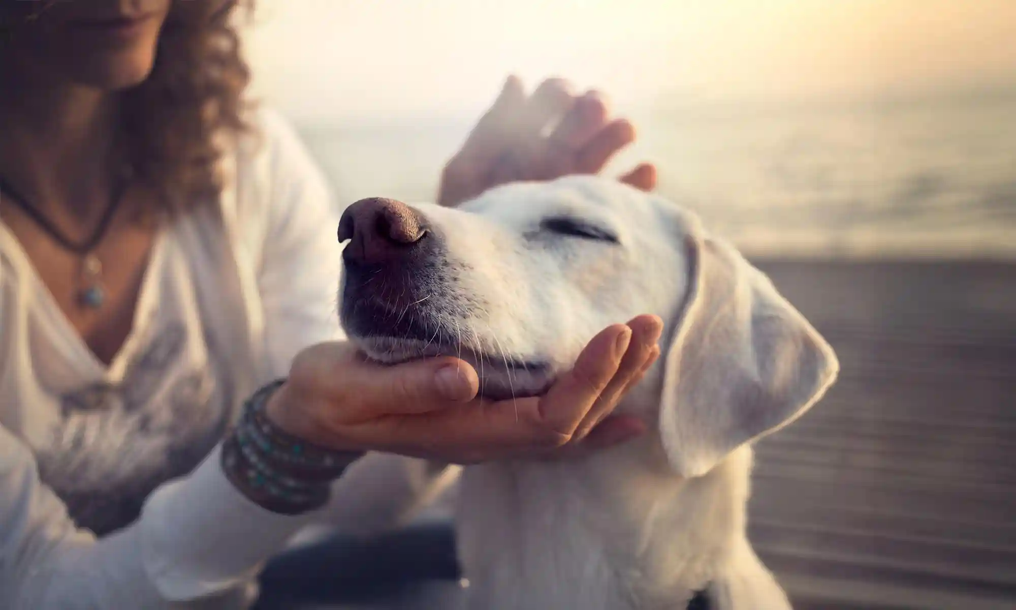 A dog being petted