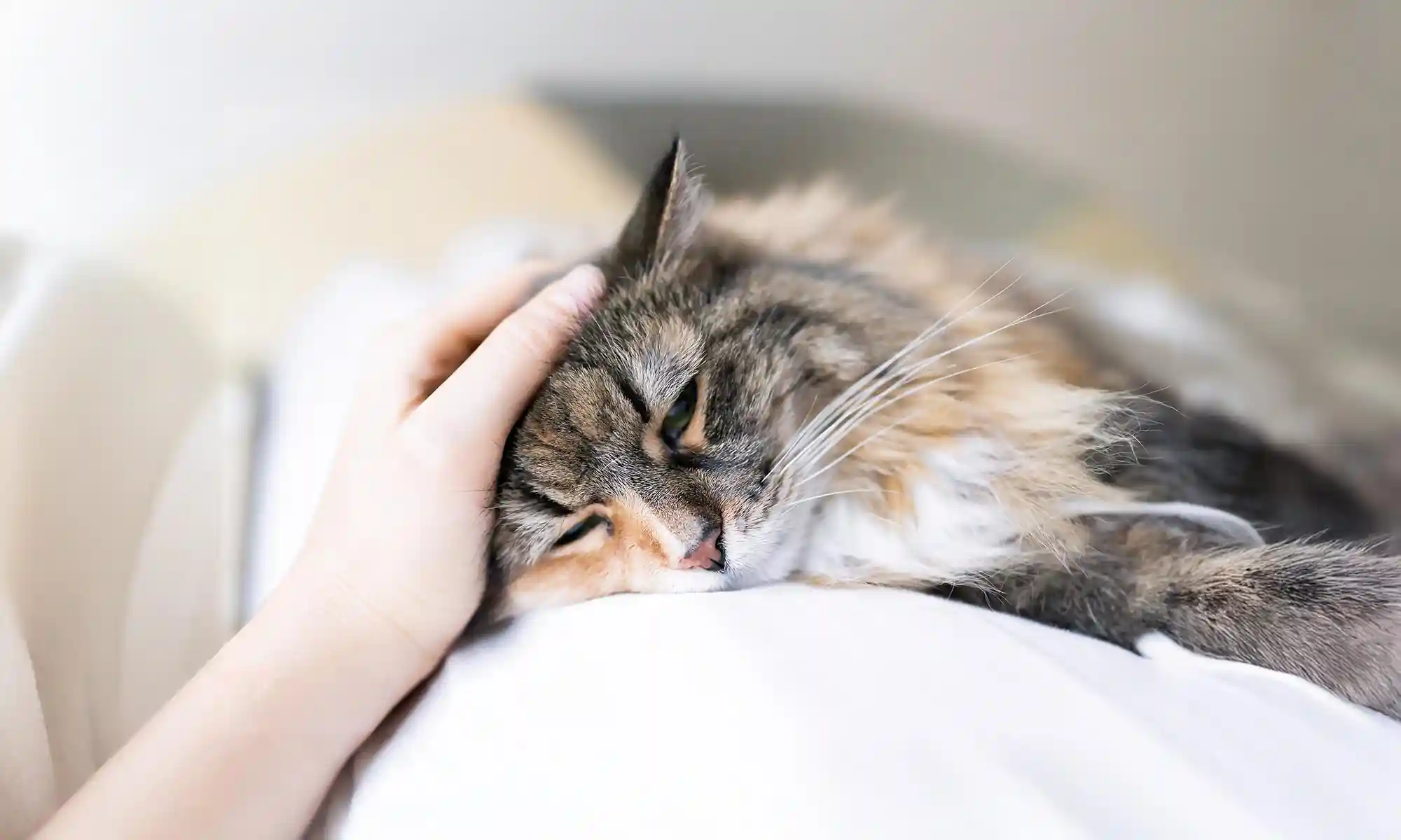 A cat laying comfortably