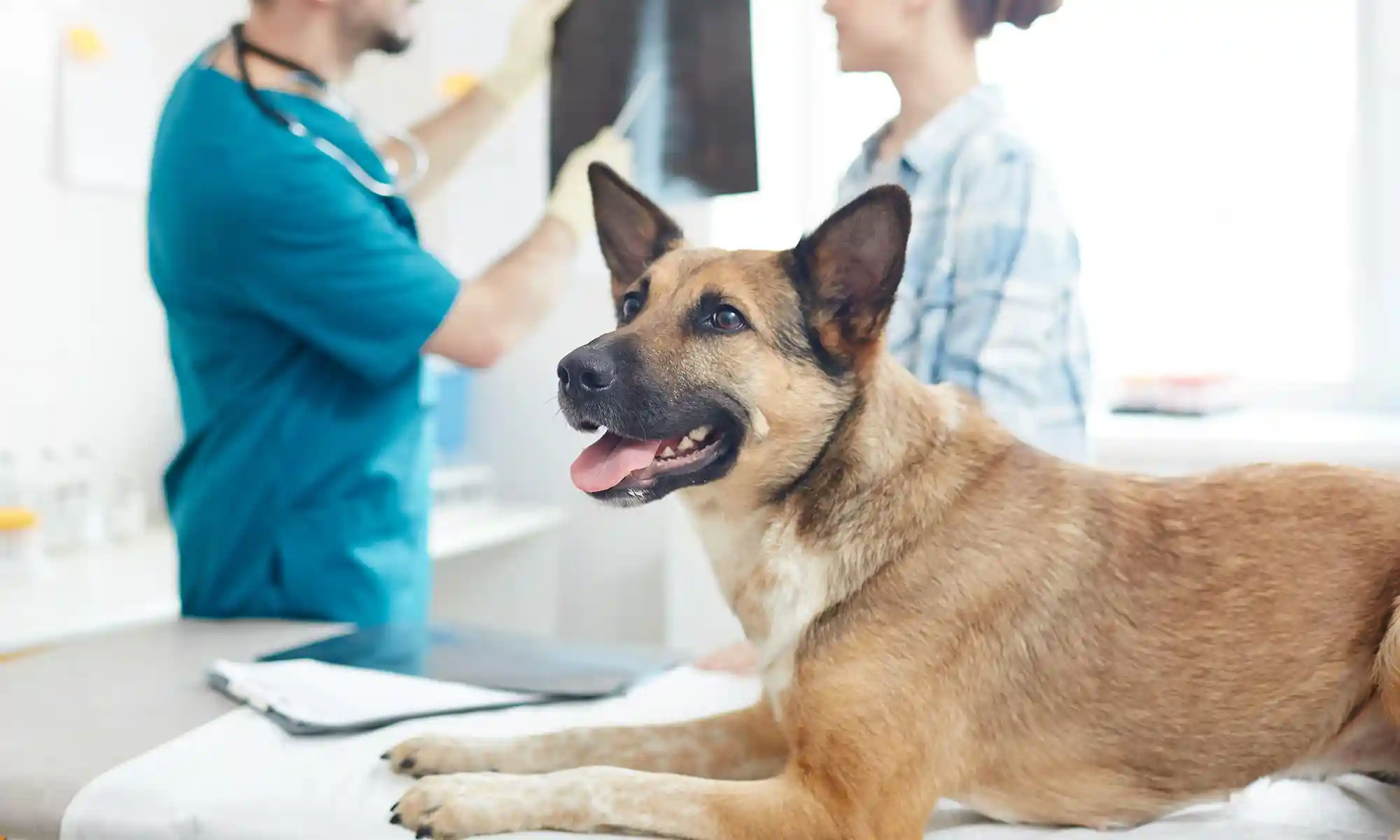 A dog on an exam table
