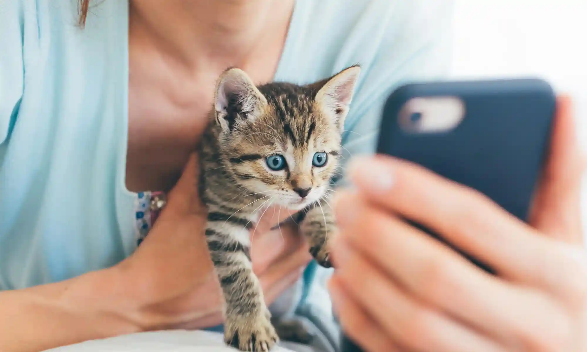 A cat looking at a phone