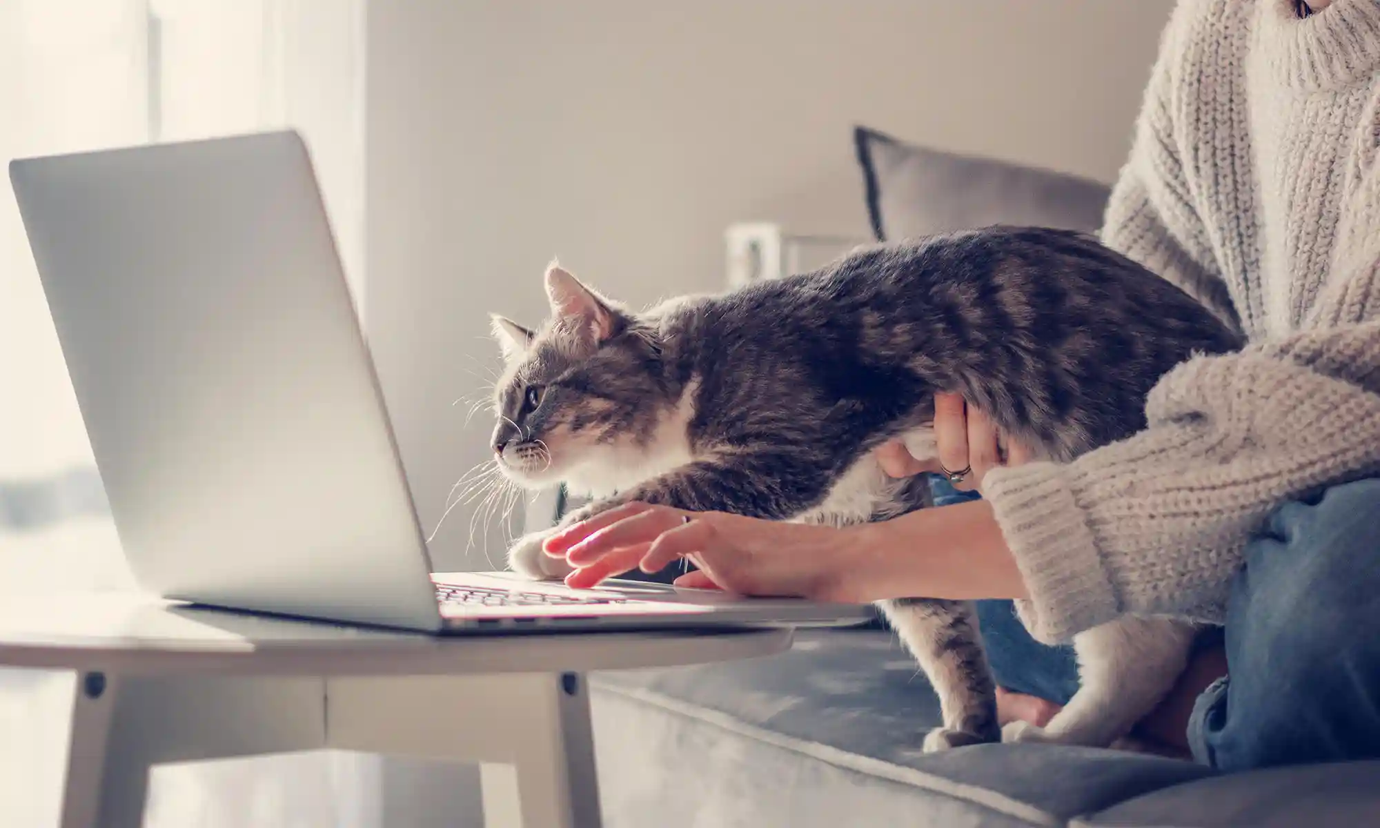 A cat looking at a computer