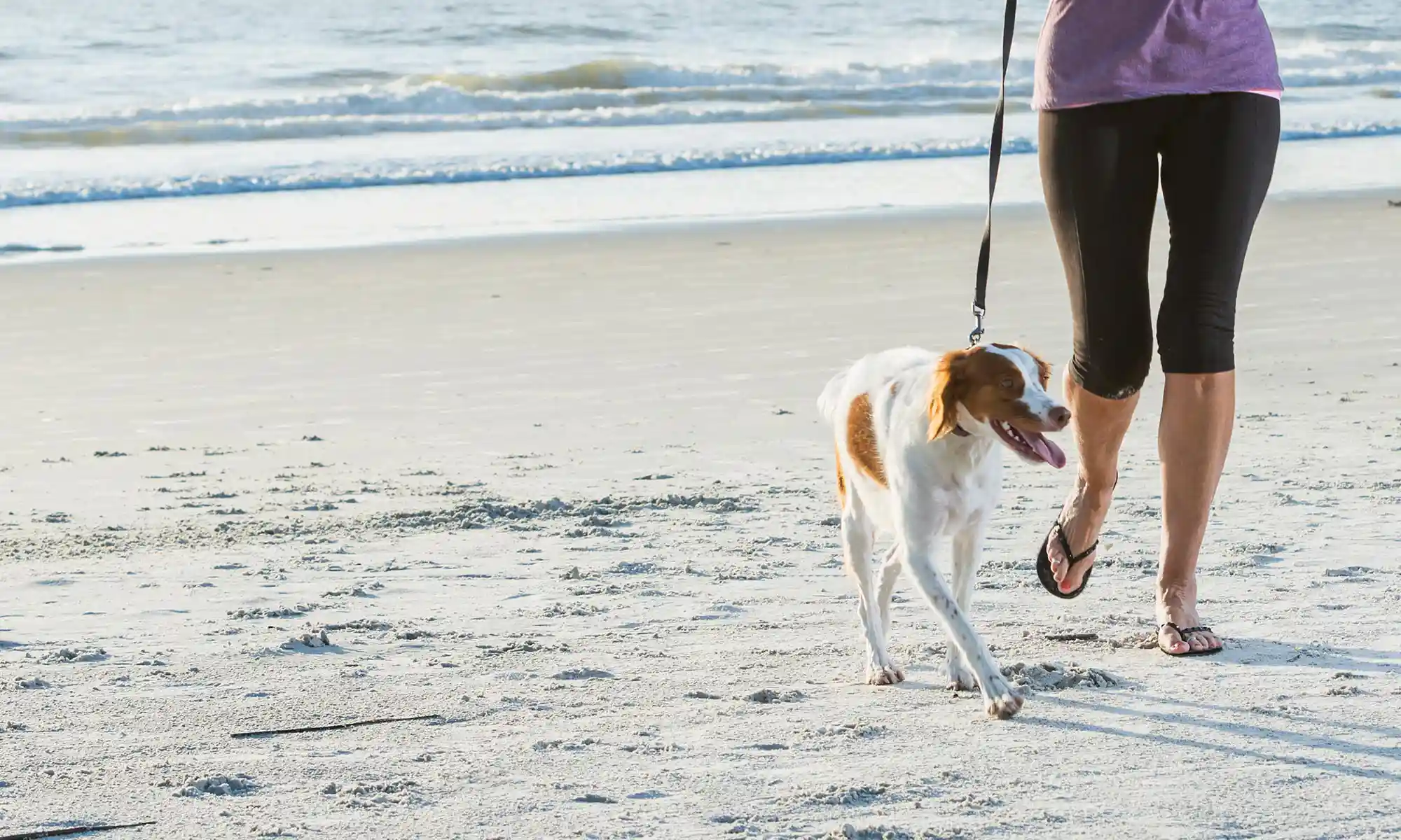 A dog for a walk on the beach