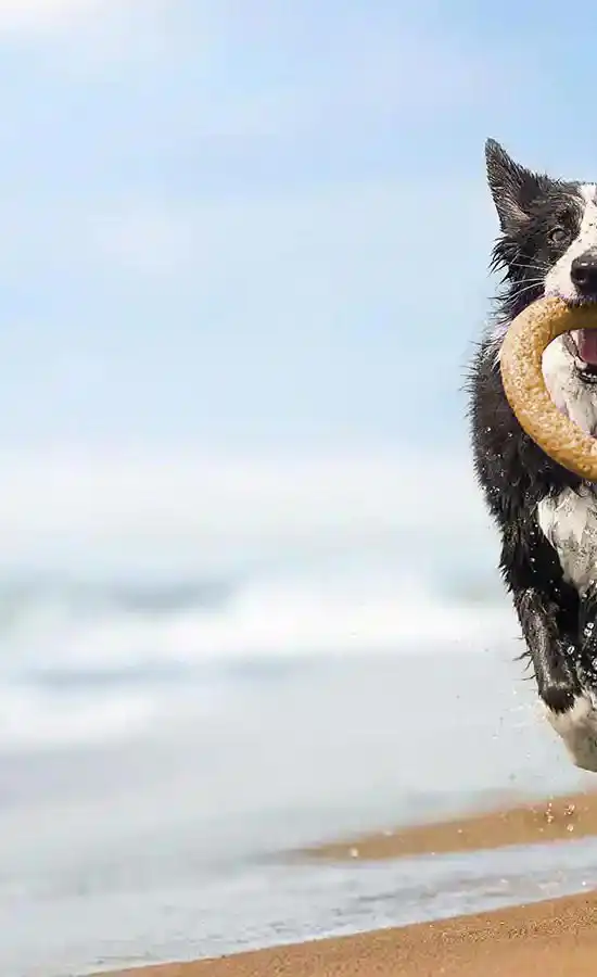 A border collie running in the surf